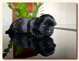 ��������� ����� ������� �������� ������