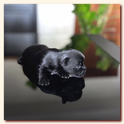 ��������� ����� ������� �������� ������