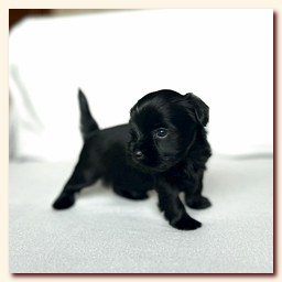 ��������� ����� ������� �������� ������