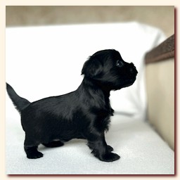 ��������� ����� ������� �������� ������