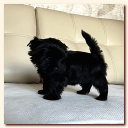 ��������� ����� ������� �������� ������