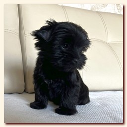 ��������� ����� ������� �������� ������