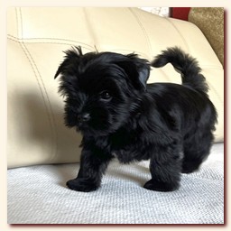 ��������� ����� ������� �������� ������