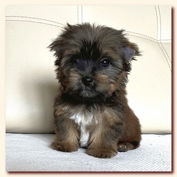 ��������� ����� ������� �������� ������