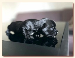 ��������� ����� ������� �������� ������