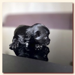 ��������� ����� ������� �������� ������