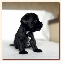 ��������� ����� ������� �������� ������