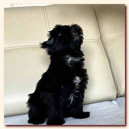 ��������� ����� ������� �������� ������