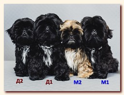 ����� ��-��� �������� �������