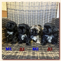 ����� ��-��� �������� �������