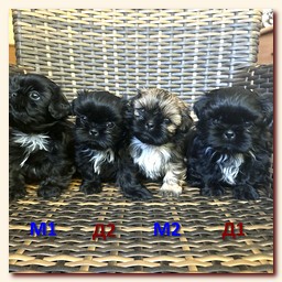 ����� ��-��� �������� �������