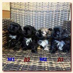 ����� ��-��� �������� �������