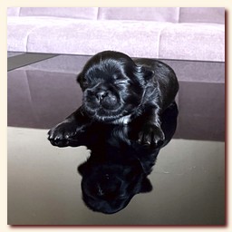 ����� ��-��� �������