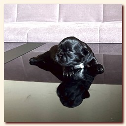 ����� ��-��� �������