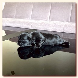 ����� ��-��� �������