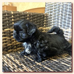 ����� ��-��� �������