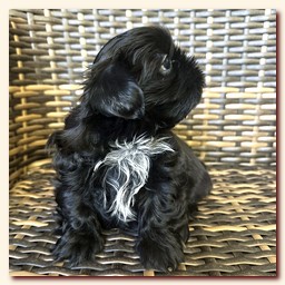 ����� ��-��� �������