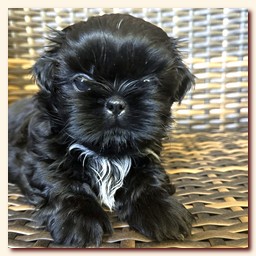 ����� ��-��� �������