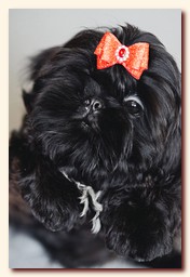 ����� ��-��� �������