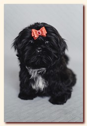 ����� ��-��� �������