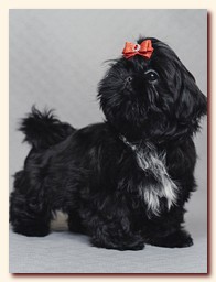 ����� ��-��� �������