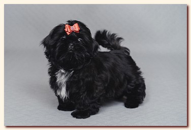 ����� ��-��� �������