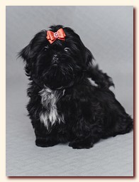 ����� ��-��� �������