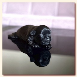 ����� ��-��� �������