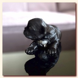 ����� ��-��� �������