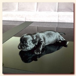 ����� ��-��� �������