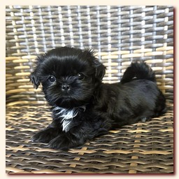 ����� ��-��� �������