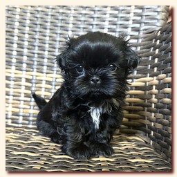 ����� ��-��� �������