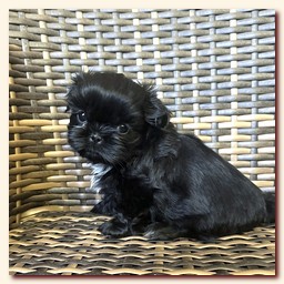 ����� ��-��� �������