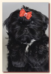 ����� ��-��� �������