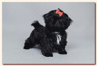 ����� ��-��� �������