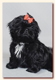 ����� ��-��� �������