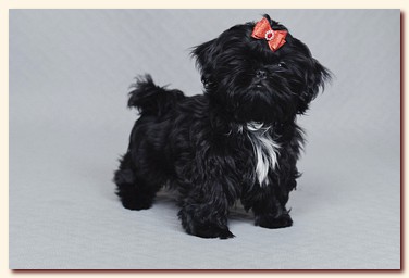 ����� ��-��� �������