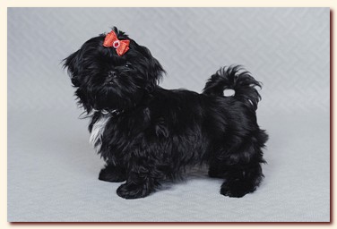 ����� ��-��� �������