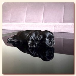 ����� ��-��� �������