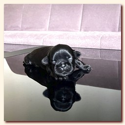 ����� ��-��� �������