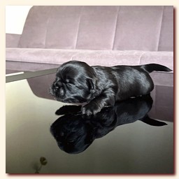 ����� ��-��� �������