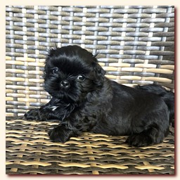 ����� ��-��� �������