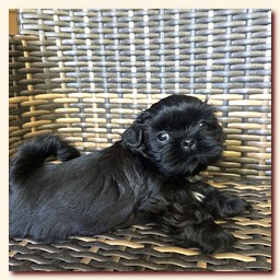 ����� ��-��� �������