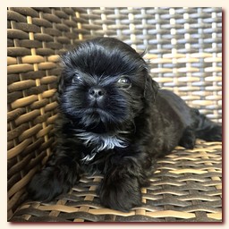 ����� ��-��� �������