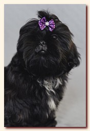 ����� ��-��� �������