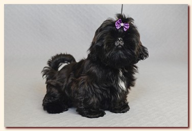 ����� ��-��� �������