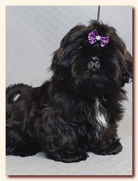 ����� ��-��� �������