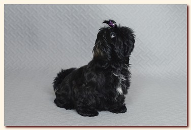 ����� ��-��� �������