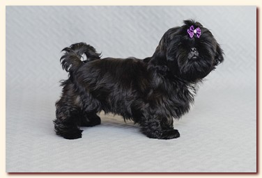 ����� ��-��� �������