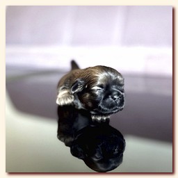 ����� ��-��� �������